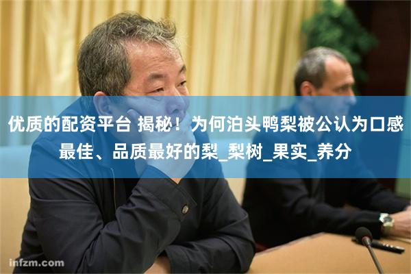 优质的配资平台 揭秘！为何泊头鸭梨被公认为口感最佳、品质最好的梨_梨树_果实_养分