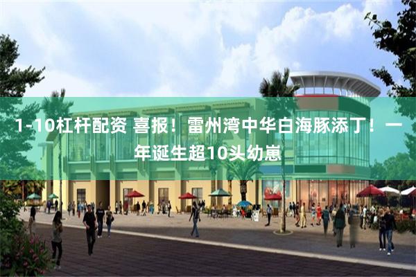1-10杠杆配资 喜报！雷州湾中华白海豚添丁！一年诞生超10头幼崽